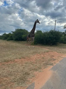 Family Safari Outdoor Experience