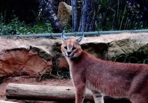 Wildlife Safari Experience