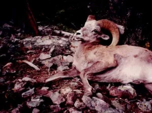 Outdoor Survival Training