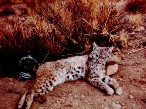 Wildlife Conservation Experience