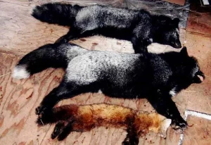 Guided Ethical Hunting Trips