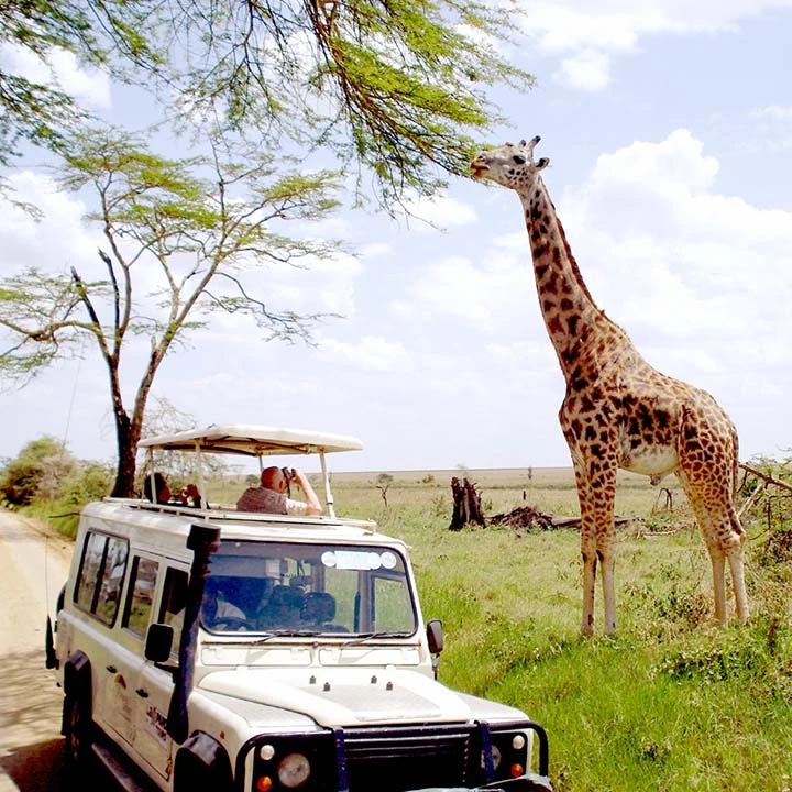family safari adventures and wildlife exploration